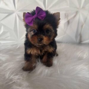 yorkie for sale