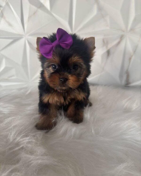 yorkie for sale