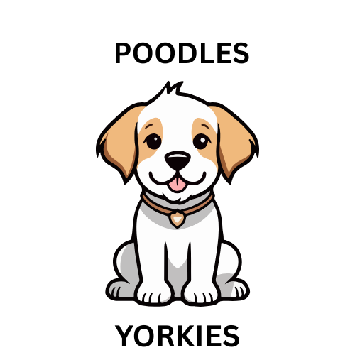 poodlesandyorkies.com