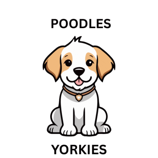 Poodles and yorkies sale Poodles and yorkies sale