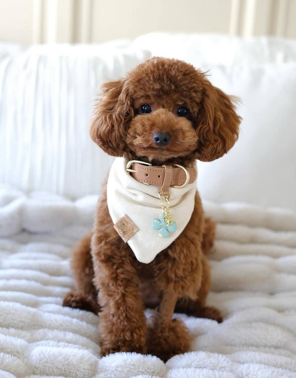 poodles for sale