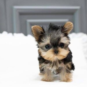 Yorkie for sale