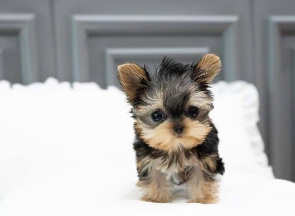 Yorkie for sale