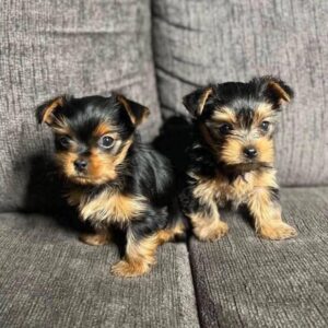 yorkies for sale