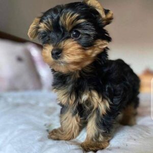yorkie for sale