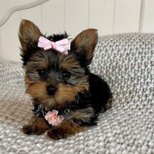 Yorkie for sale