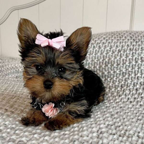 Yorkie for sale