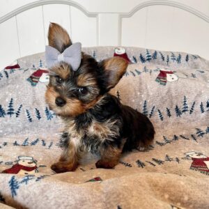 yorkie for salee