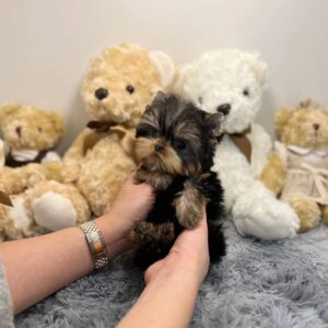 yorkie for sale