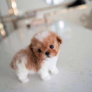 poodle for sale
