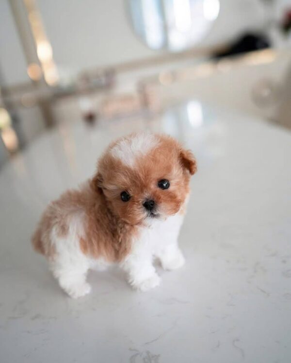 poodle for sale