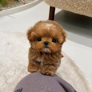 Teacup poodle