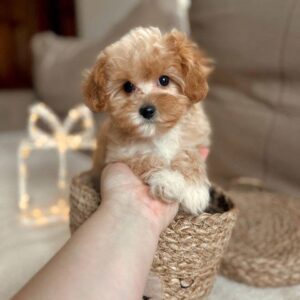 teacup poodle