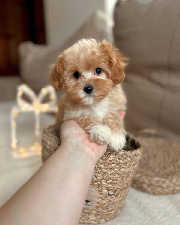 teacup poodle