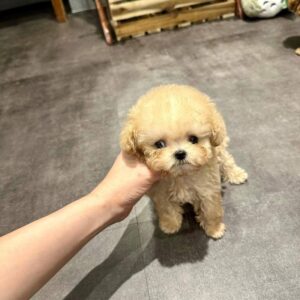 Teacup poodle