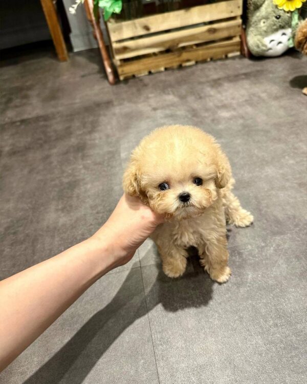 Teacup poodle