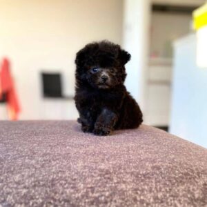 Teacup poodle