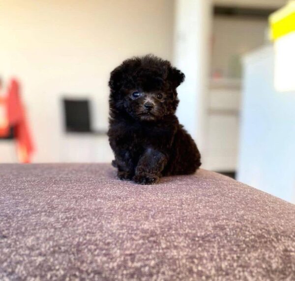 Teacup poodle