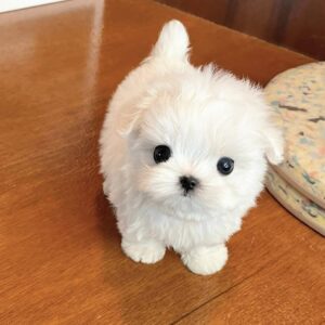 Teacup poodle