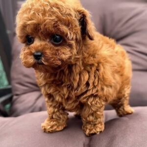 Teacup Poodle