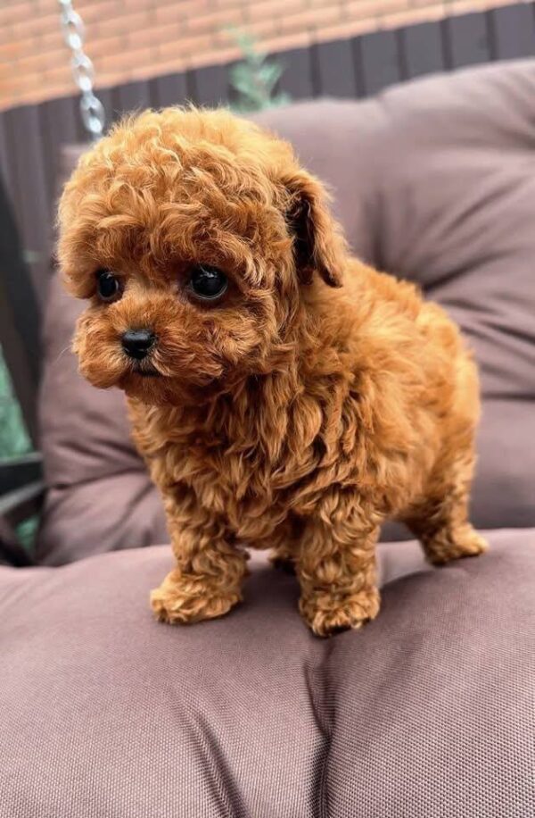 Teacup Poodle