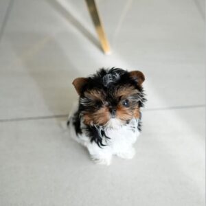 Yorkie for sale