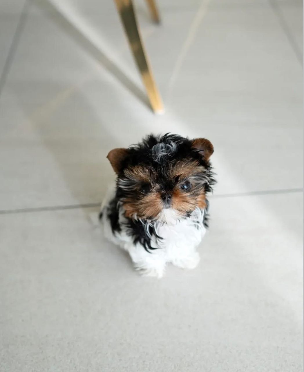 Yorkie for sale