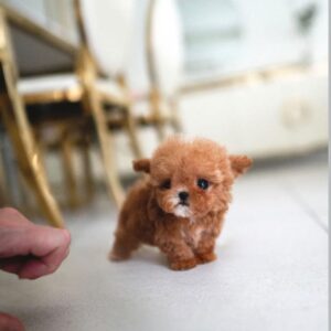 Yorkie for sale