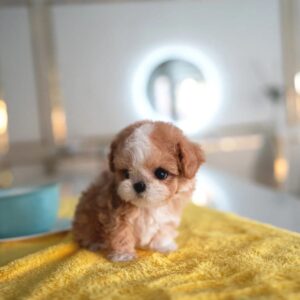 Yorkie for sale