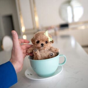 Yorkie for sale