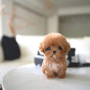 Yorkie for sale