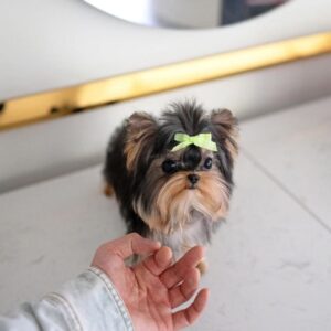 Yorkie for sale