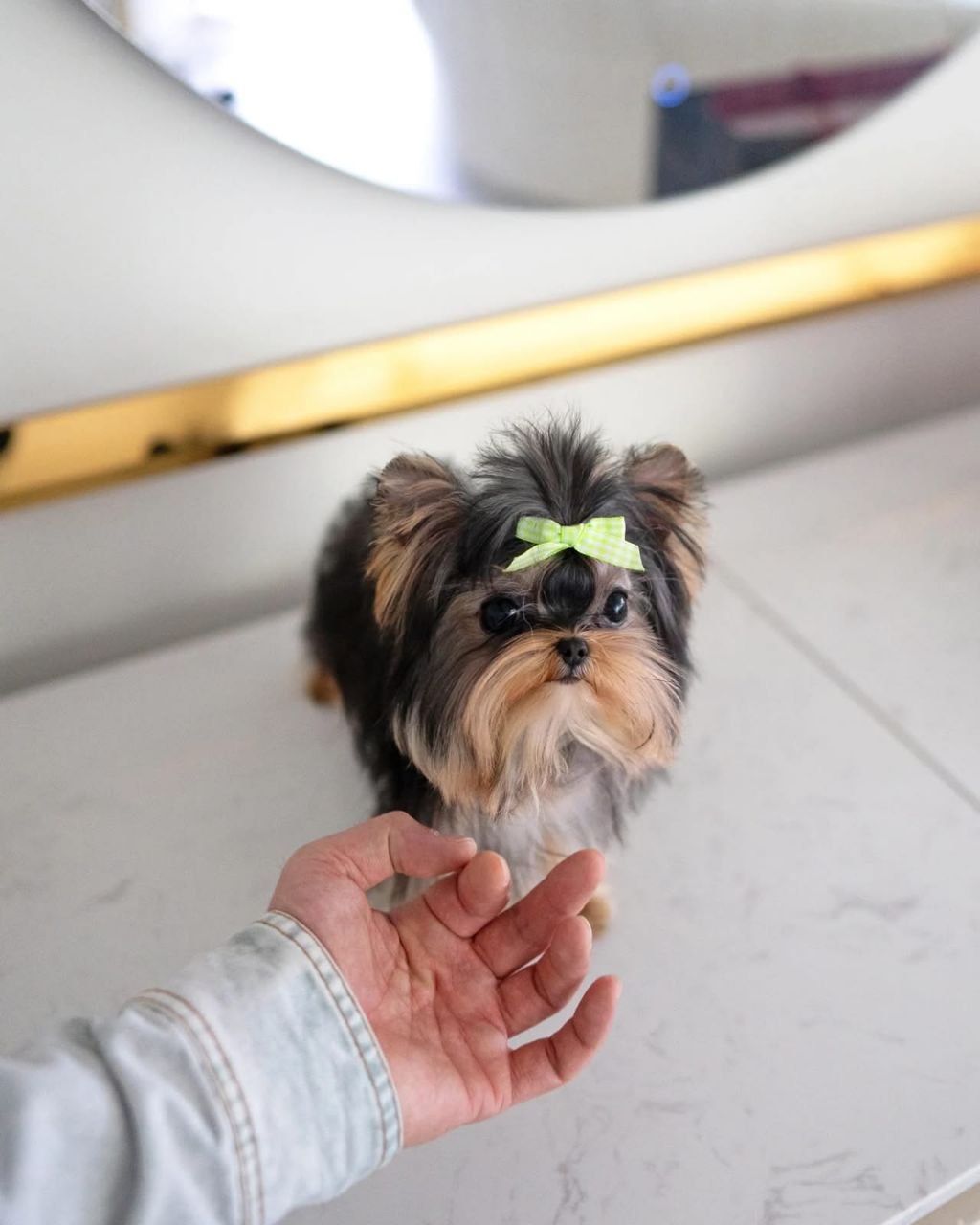 Yorkie for sale