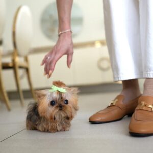 Yorkie for sale