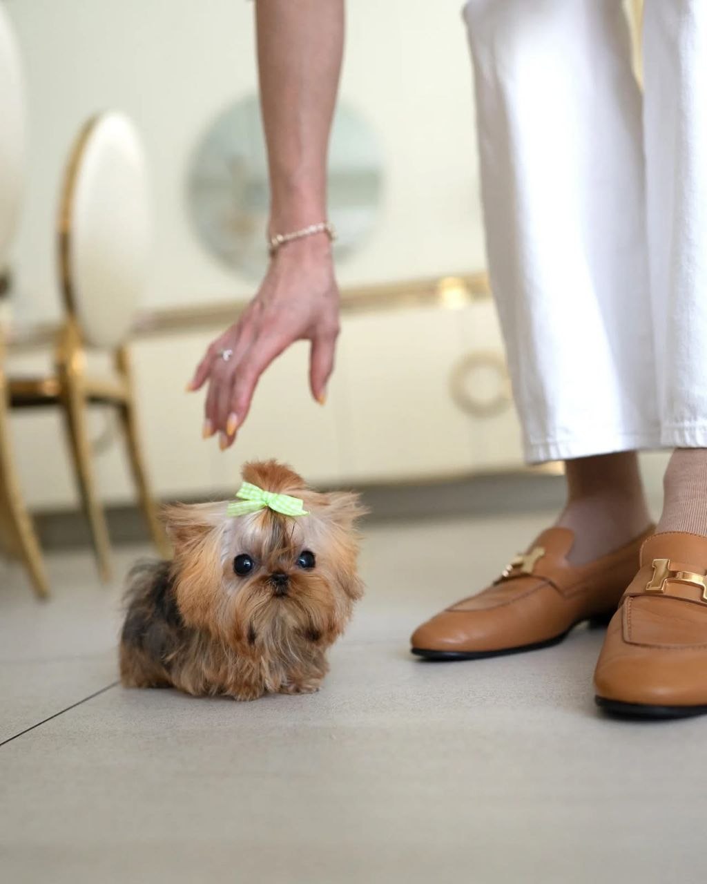 Yorkie for sale
