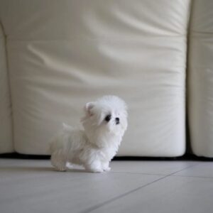 Yorkie for sale