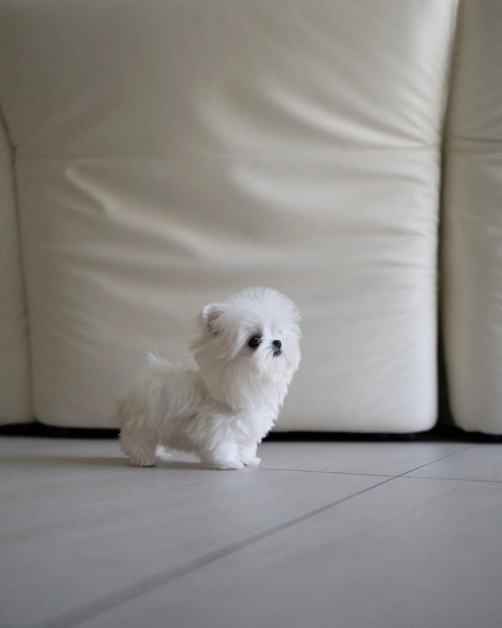 Yorkie for sale